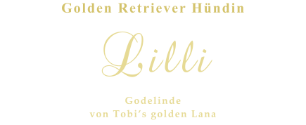 Golden Retriever Hündin Lilli   Godelinde von Tobi’s golden Lana