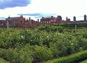 Hampton Court - Rosengarten