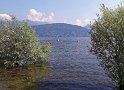 Lago Maggiore - Fischerinsel - Bäume im Wasser