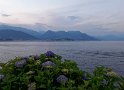 Lago Maggiore - Hortensie mit Seeblick am Abend