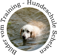 Bilder vom Training - Hundeschule Schelsen