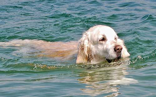 Lilli im Gardasee