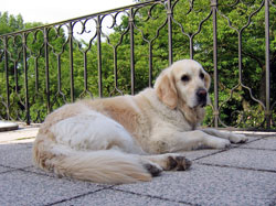 Lilli auf dem Balkon