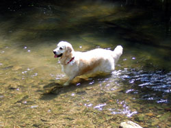 Lilli in der Ilm