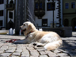 Abkühlung am Brunnen