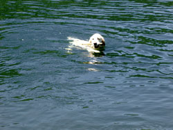 Abkühlung im Stausee