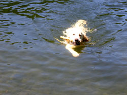 Apportieren im Wasser