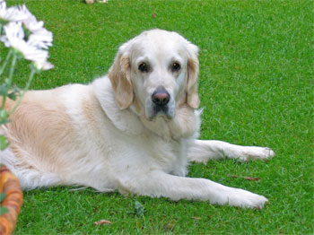Lilli im Garten
