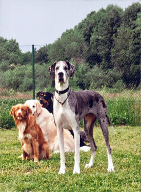 Wir dachten, wir wären große Hunde