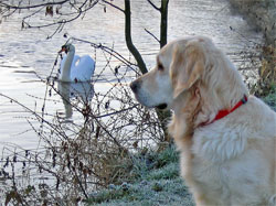 Schwan und Lilli