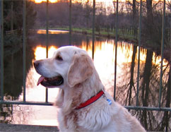 Lilli im Abendrot an der Erft
