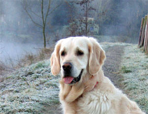 Morgennebel an der Erft