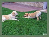 Spaßkämpfe mit Sunny