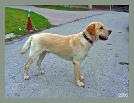 Sunny vom Ebenhof (Golden Retriever, war gerade beim Frisör)