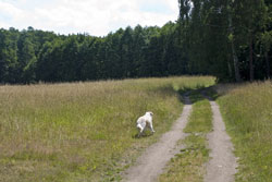 Hier geht'r Richtung Moritzburg