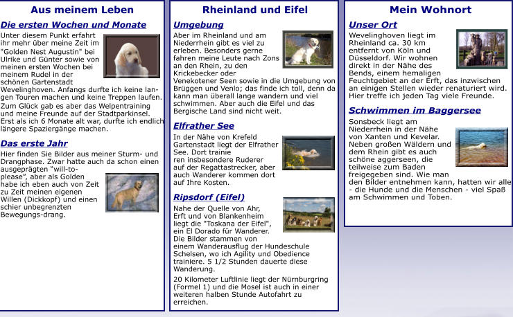 Rheinland und Eifel Umgebung Aber im Rheinland und am Niederrhein gibt es viel zu erleben. Besonders gerne fahren meine Leute nach Zons an den Rhein, zu den Krickebecker oder Venekotener Seen sowie in die Umgebung von Brüggen und Venlo; das finde ich toll, denn da kann man überall lange wandern und viel schwimmen. Aber auch die Eifel und das Bergische Land sind nicht weit.  Elfrather See In der Nähe von Krefeld  Gartenstadt liegt der Elfrather See. Dort trainie ren insbesondere Ruderer  auf der Regattastrecker, aber auch Wanderer kommen dort auf Ihre Kosten. Ripsdorf (Eifel) Nahe der Quelle von Ahr,  Erft und von Blankenheim  liegt die "Toskana der Eifel", ein El Dorado für Wanderer. Die Bilder stammen von einem Wanderausflug der Hundeschule Schelsen, wo ich Agility und Obedience trainiere. 5 1/2 Stunden dauerte diese Wanderung.  20 Kilometer Luftlinie liegt der Nürnburgring (Formel 1) und die Mosel ist auch in einer weiteren halben Stunde Autofahrt zu erreichen. Aus meinem Leben Die ersten Wochen und Monate Unter diesem Punkt erfahrt ihr mehr über meine Zeit im  "Golden Nest Augustin" bei Ulrike und Günter sowie von meinen ersten Wochen bei meinem Rudel in der schönen Gartenstadt Wevelinghoven. Anfangs durfte ich keine lan-gen Touren machen und keine Treppen laufen.  Zum Glück gab es aber das Welpentraining und meine Freunde auf der Stadtparkinsel. Erst als ich 6 Monate alt war, durfte ich endlich längere Spaziergänge machen.  Das erste Jahr Hier finden Sie Bilder aus meiner Sturm- und Drangphase. Zwar hatte auch da schon einen ausgeprägten “will-to-please”, aber als Golden habe ich eben auch von Zeit zu Zeit meinen eigenen Willen (Dickkopf) und einen schier unbegrenzten Bewegungs-drang. Mein Wohnort Unser Ort Wevelinghoven liegt im  Rheinland ca. 30 km  entfernt von Köln und  Düsseldorf. Wir wohnen  direkt in der Nähe des Bends, einem hemaligen Feuchtgebiet an der Erft, das inzwischen an einigen Stellen wieder renaturiert wird. Hier treffe ich jeden Tag viele Freunde. Schwimmen im Baggersee Sonsbeck liegt am Niederrhein in der Nähe von Xanten und Kevelar. Neben großen Wäldern und dem Rhein gibt es auch schöne aggerseen, die teilweise zum Baden freigegeben sind. Wie man den Bilder entnehmen kann, hatten wir alle - die Hunde und die Menschen - viel Spaß am Schwimmen und Toben. .