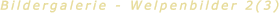 Bildergalerie - Welpenbilder 2(3)