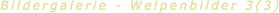 Bildergalerie - Welpenbilder 3(3)