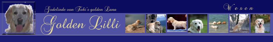 Wesen  Godelinde von Tobi’s golden Lana Golden Lilli
