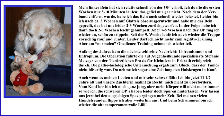Mein linkes Bein hat sich relativ schnell von der OP  erholt. Ich durfte die ersten Wochen nur 5-10 Minuten laufen; das gefiel mir gar nicht. Nach dem der Ver-band entfernt wurde, habe ich das Bein auch schnell wieder belastet. Leider bin ich nach ca. 3 Wochen auf Glatteis böse ausgerutscht und habe mir das Bein geprellt, das hat uns leider 2-3 Wochen zurückgeworfen. In der Folge habe ich dann doch 2-3 Wochen leicht gehumpelt. Aber 7-8 Wochen nach der OP fing ich wieder an, schön zu trippeln. Seit der 9. Woche laufe ich auch wieder die Treppe vorsichtig rauf und runter. Leider darf ich nicht mehr zum Agility-Training.  Aber am “normalen” Obedience-Training nehme ich wieder teil.   Anfang des Jahres kam die nächste schlechte Nachricht: Lidrandtumor und Entropium. Die Operation führte die auf Augenheilkunde spezialisierte Stefanie Metzger von der Tierärztlichen Praxis für Kleintiere in Erkrath erfolgreich durch. Die patho-histologische Untersuchung ergab zum Glück, dass der Tumor nicht bösartig war. Da nehme ich sogar eine Zeit lang den Halskragen in Kauf.  Auch wenn es meinen Leuten und mir sehr schwer fällt: Ich bin jetzt 11 1/2 Jahre alt und unsere Züchterin mahnt zu Recht, mich nicht zu überfordern. Vom Kopf her bin ich noch ganz jung, aber mein Körper will nicht mehr immer so wie ich, die schweren OP’s haben leider doch Spuren hinterlassen. Wir lassen uns jetzt bei den ausgiebigen Spaziergängen mehr Zeit. Bei meinen vielen Hundefreunden flippe ich aber weiterhin aus. Und beim Schwimmen bin ich wieder die alte temperamentvolle Lilli!