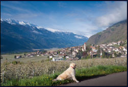 Blick ber Partschins und Apfelwiesen in den Vinschgau
