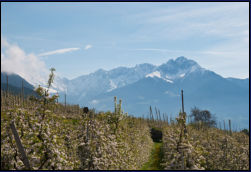 Apfelwiesen mit Blick auf den Ilfinger