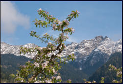 Apfelblten