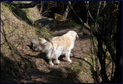 Lilli fhrt uns durch den Wald
