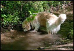 Auch unter Wasser ist viel los.