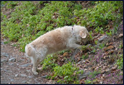 Lilli in Action