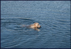 Lilli im kleinen Montiggler See