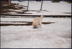 Lilli buddelt im Schnee
