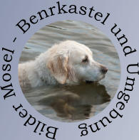 Bilder Mosel - Benrkastel und Umgebung